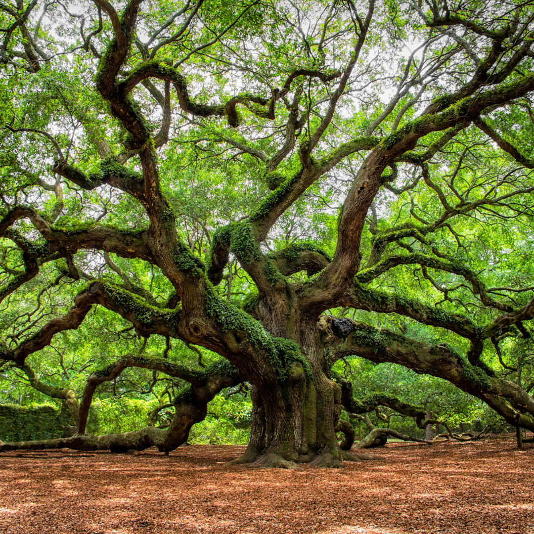 Johns Island